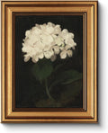 HUARCEY Gold Framed Vintage White Hydrangea Wall Art Print (8"x10")